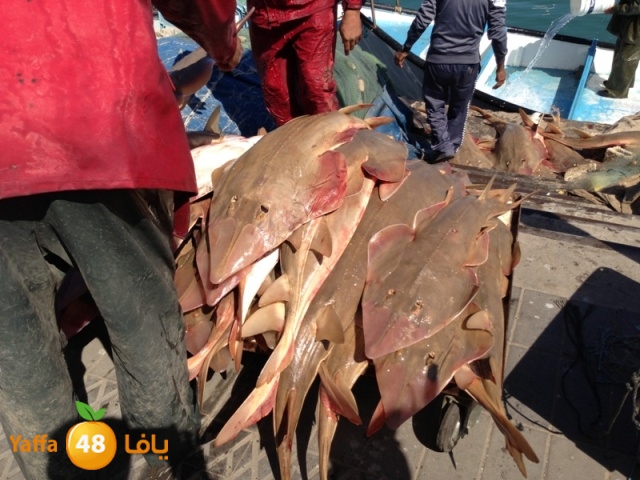 minashark328 (2).JPG